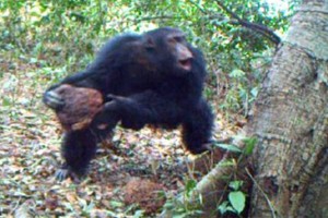 Uno scimpanzé intento a compiere l'insolito "rituale"