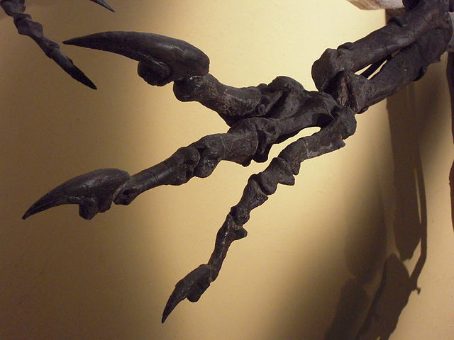 640px-Allosaurus-fragilis-Klauen